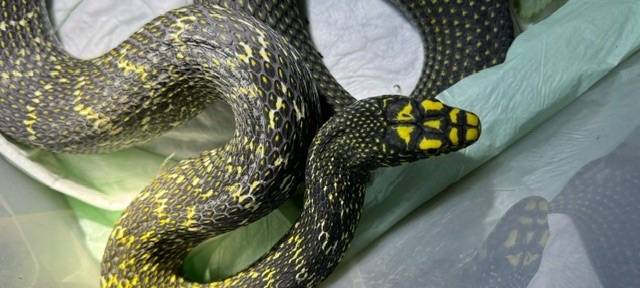 Schlange im Duisburger Dellviertel gefunden