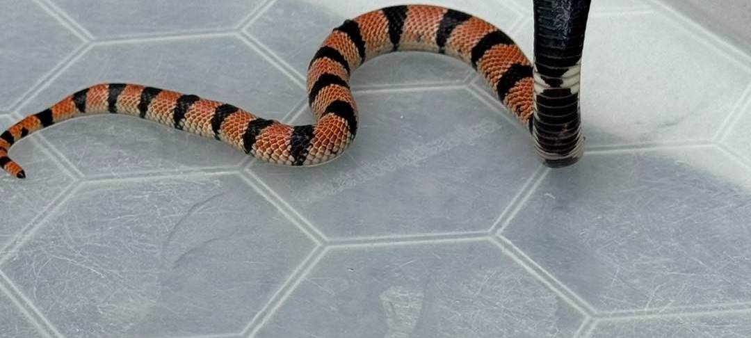 Schlange vor Arztpraxis entdeckt