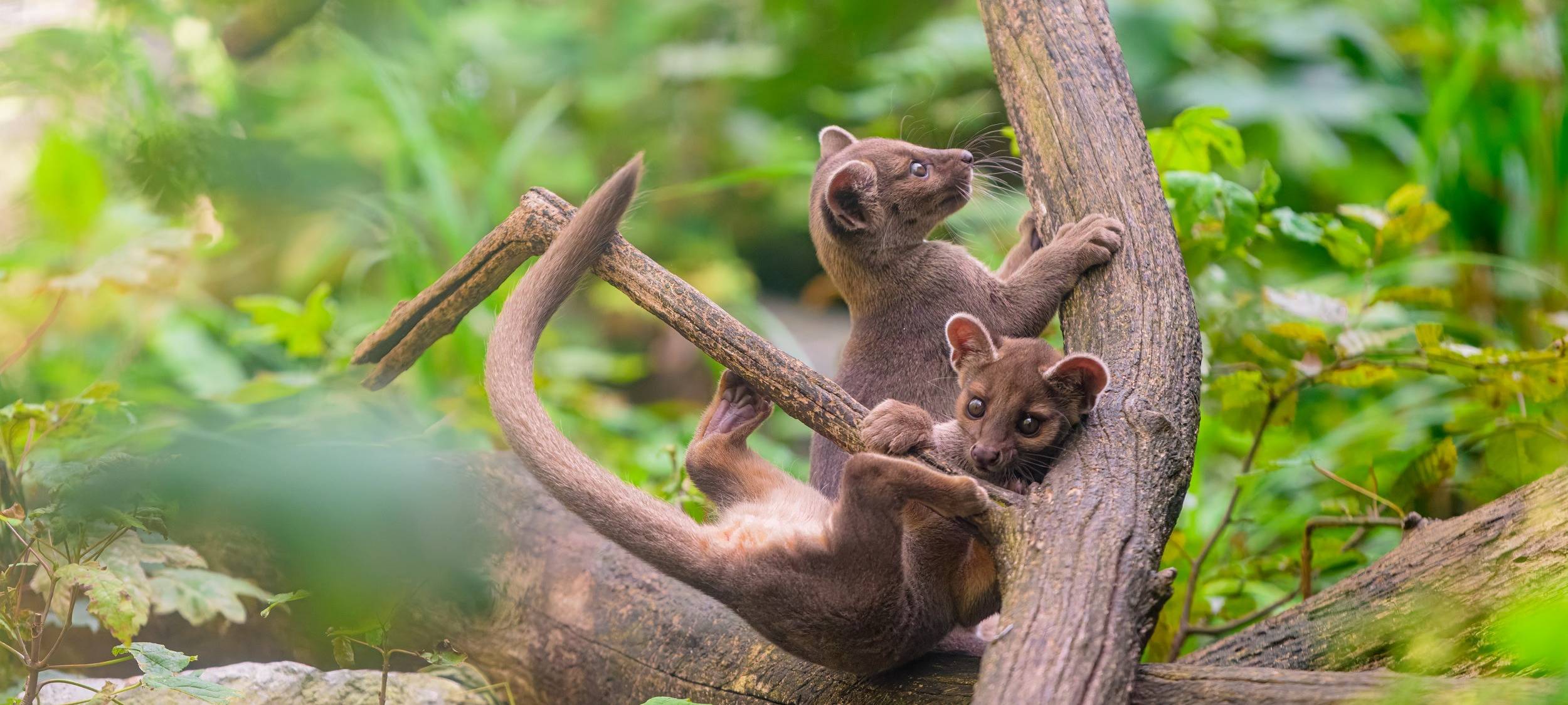 Süßer Nachwuchs: Zoo Duisburg freut sich über Fossa-Zwillinge
