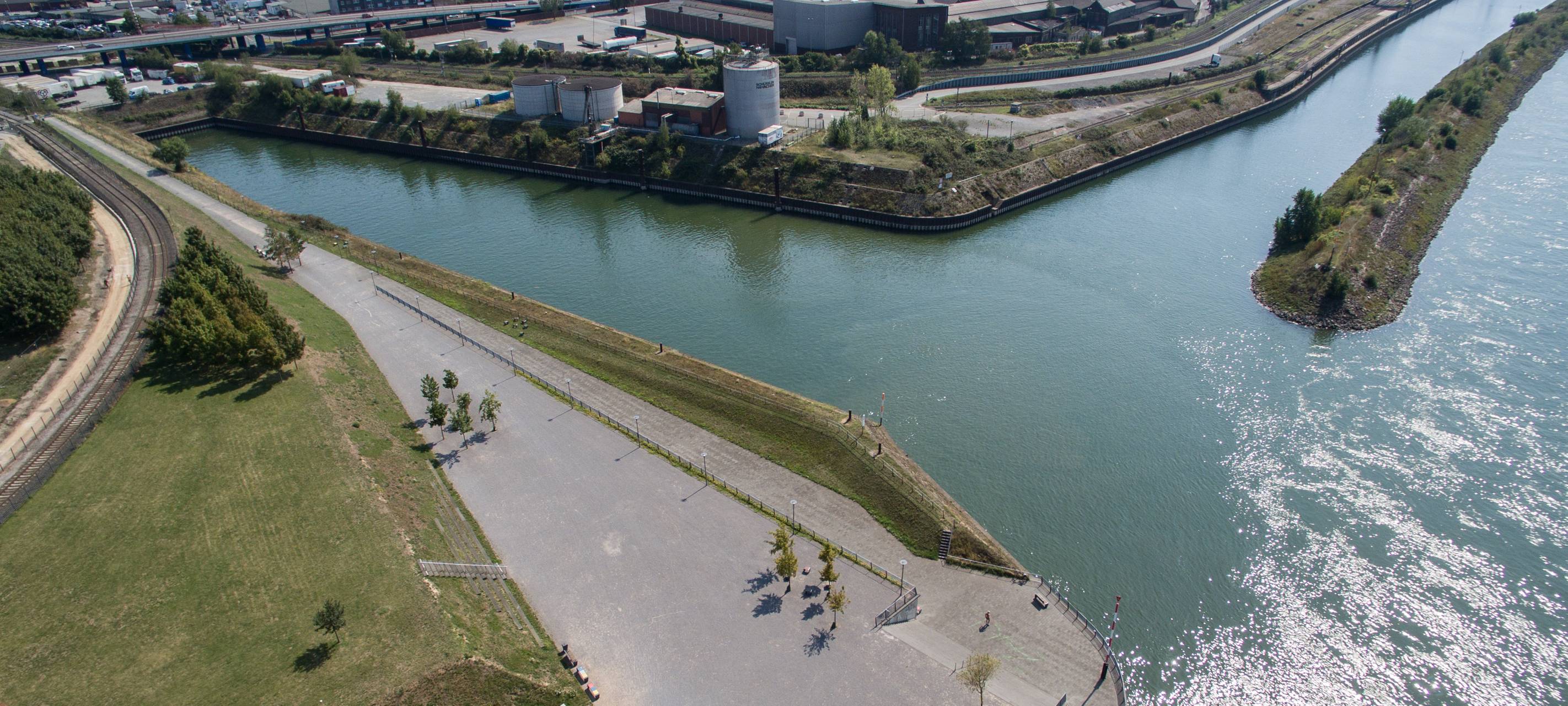 Mauereidechsen verzögern Umbau des Kultushafens