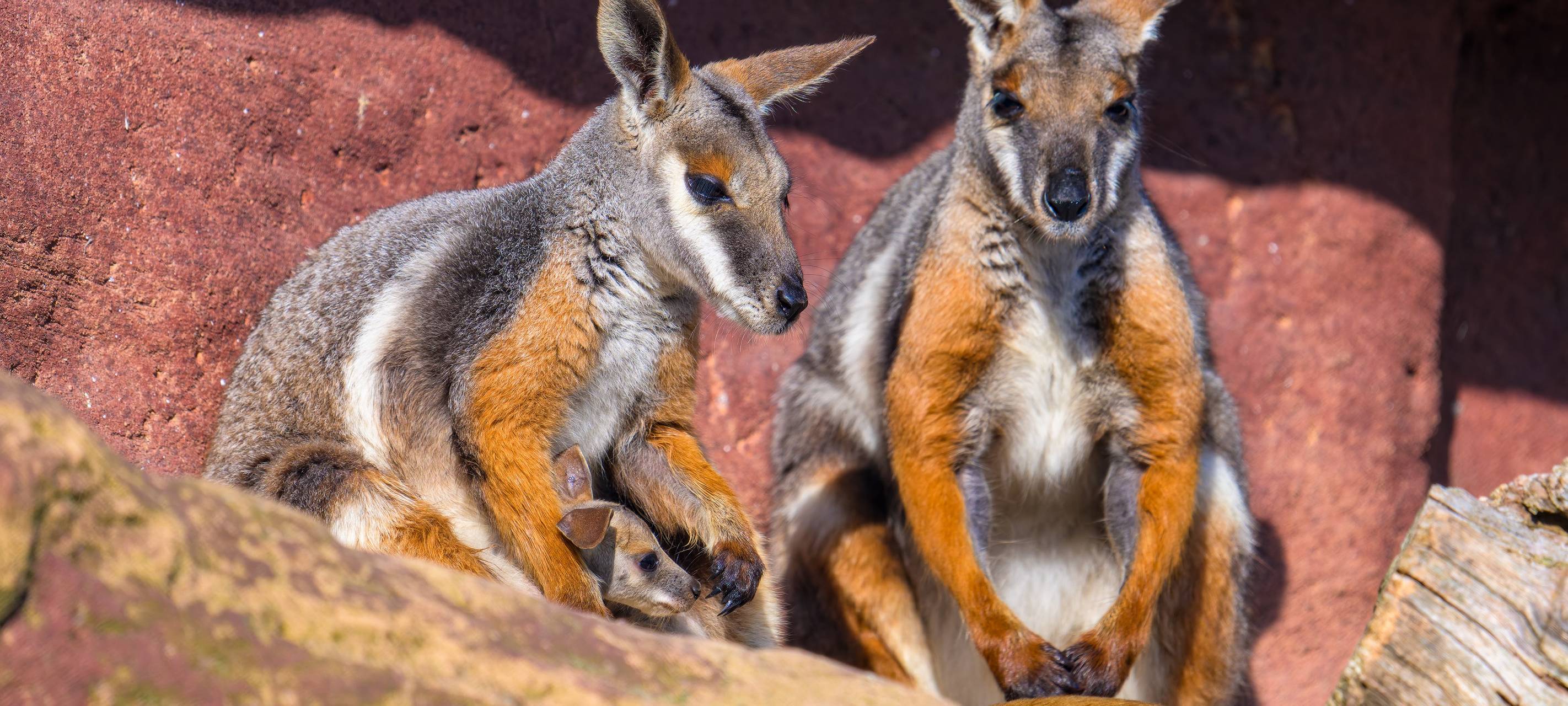 Nachwuchs im Zoo Duisburg
