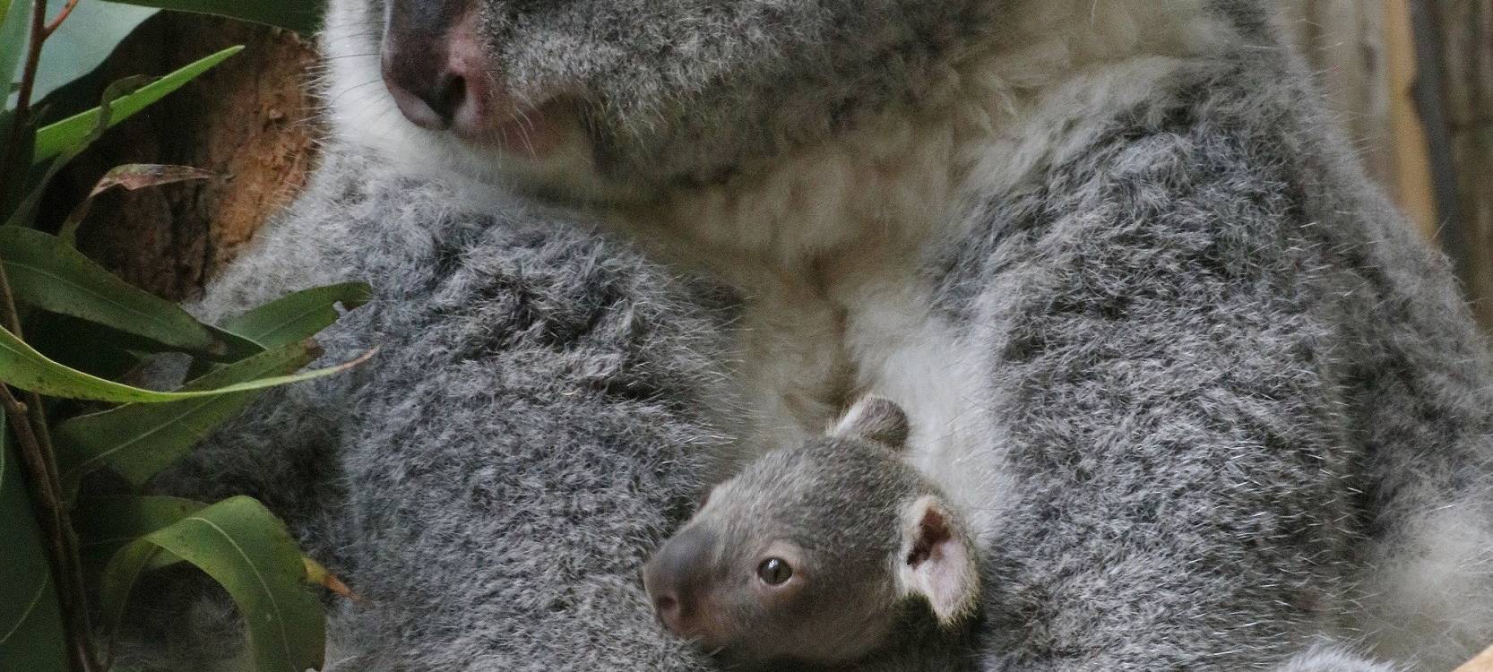 Zwei weitere Koalas im Zoo Duisburg verstorben