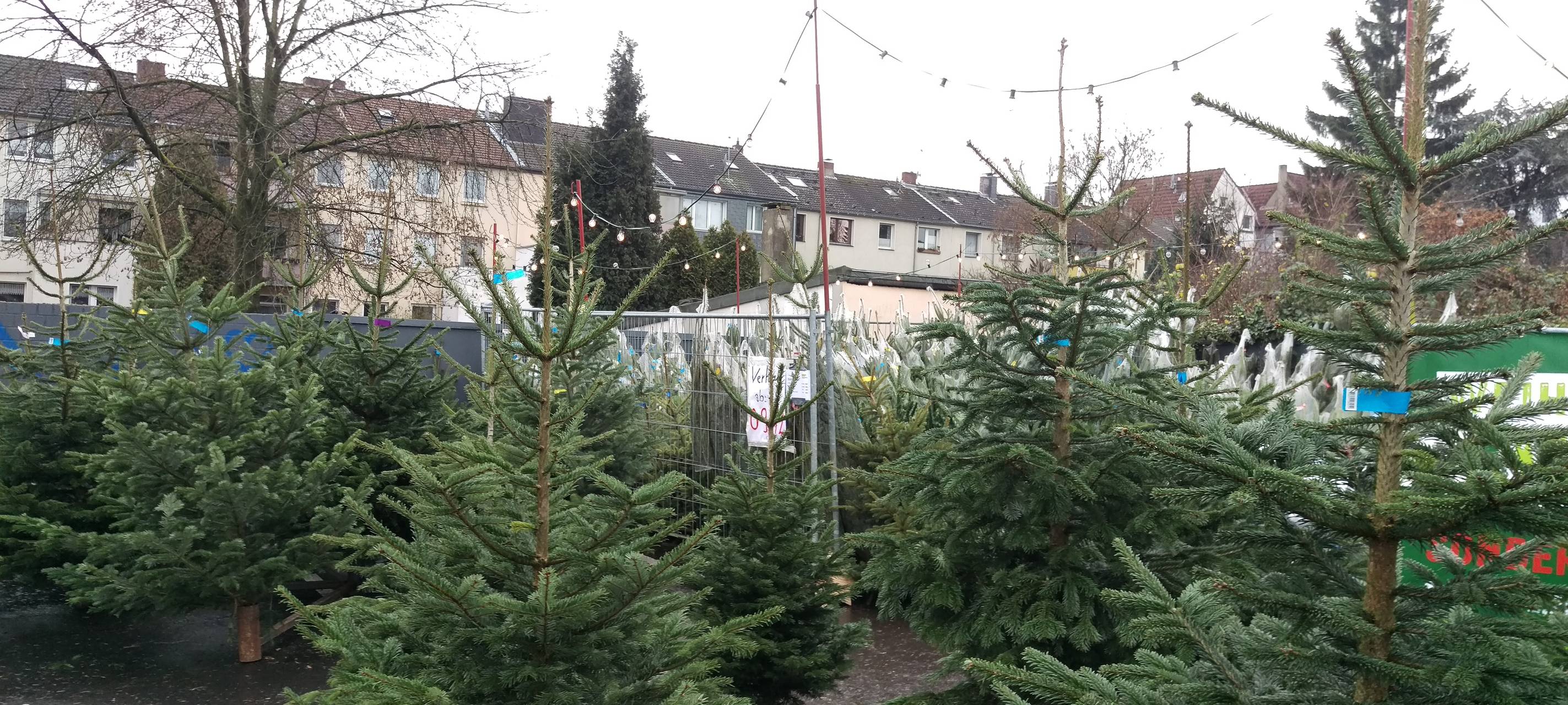 Weihnachtsbäume in Duisburg