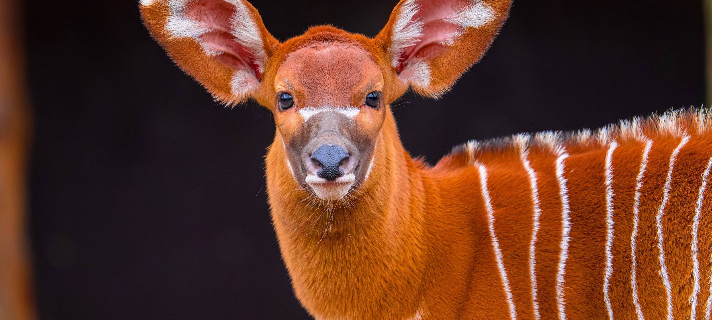 Zoo Duisburg freut sich über Nachwuchs bei den Bongo-Antilopen