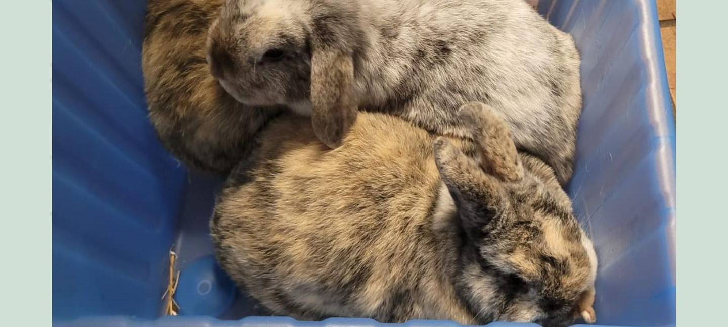 Kaninchen am Rhein ausgesetzt: PETA setzt Belohnung aus