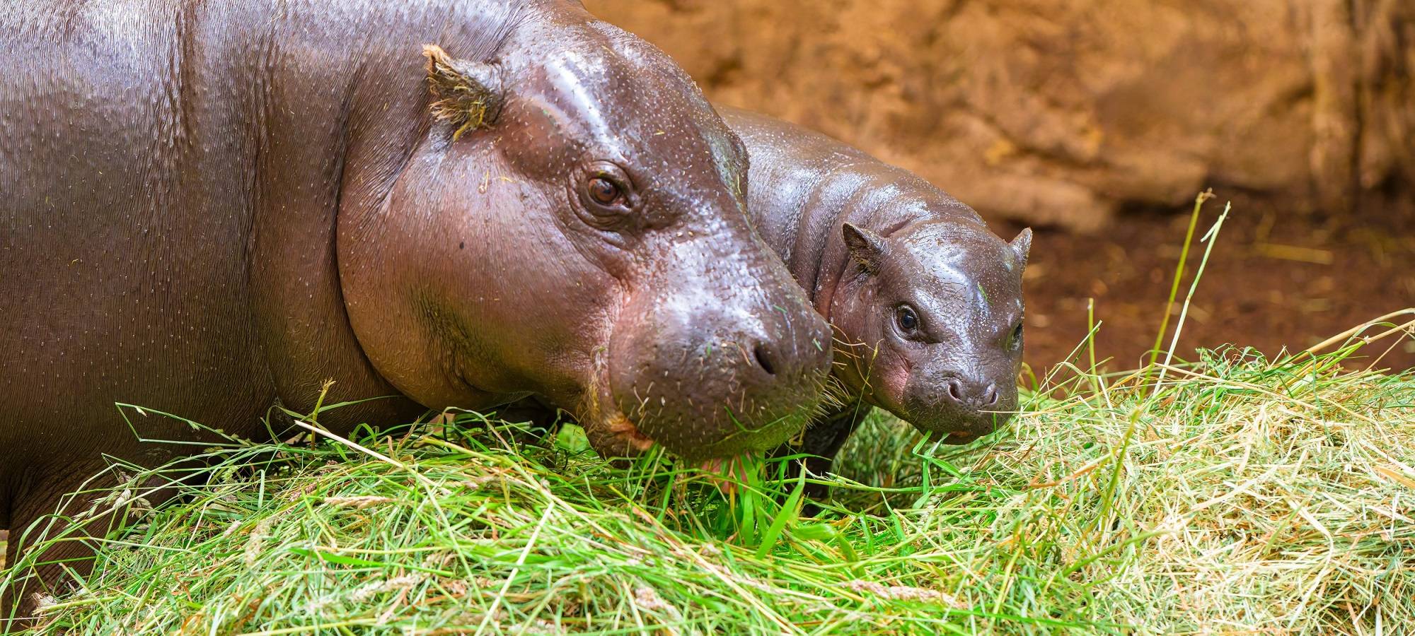 Zwergflusspferde bekommen neue Anlage im Zoo