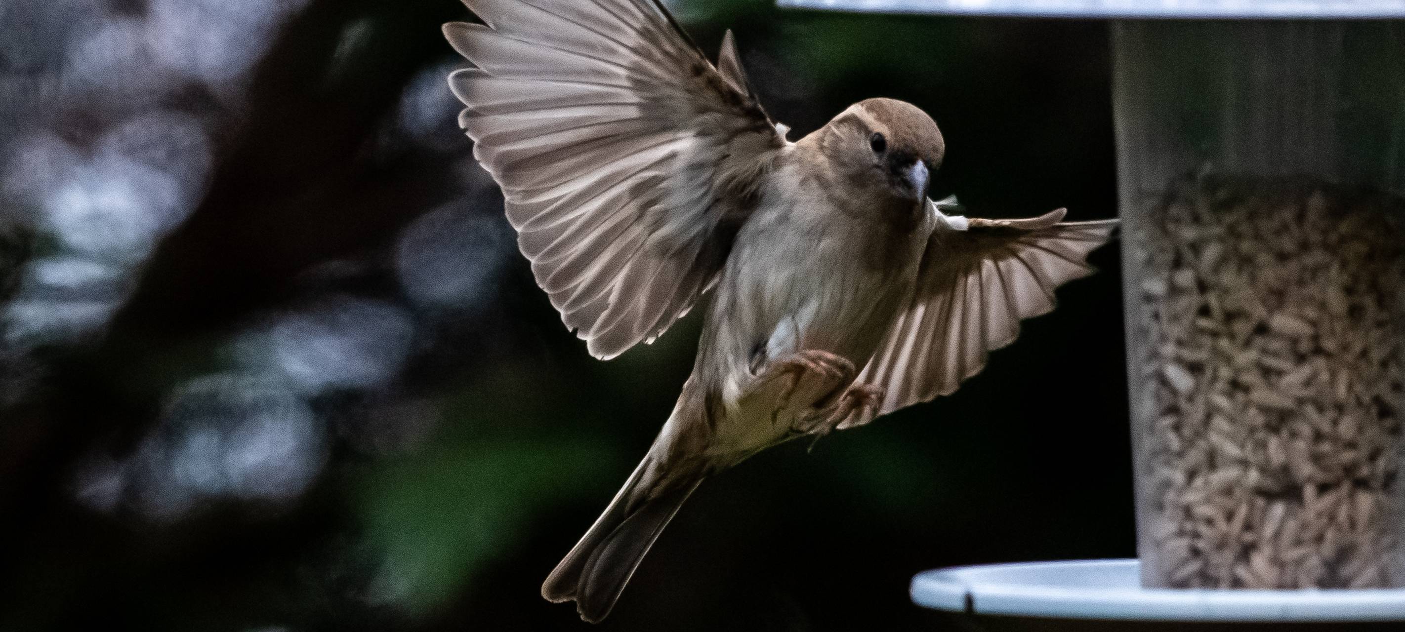 Diese Vögel sind besonders häufig in Duisburg