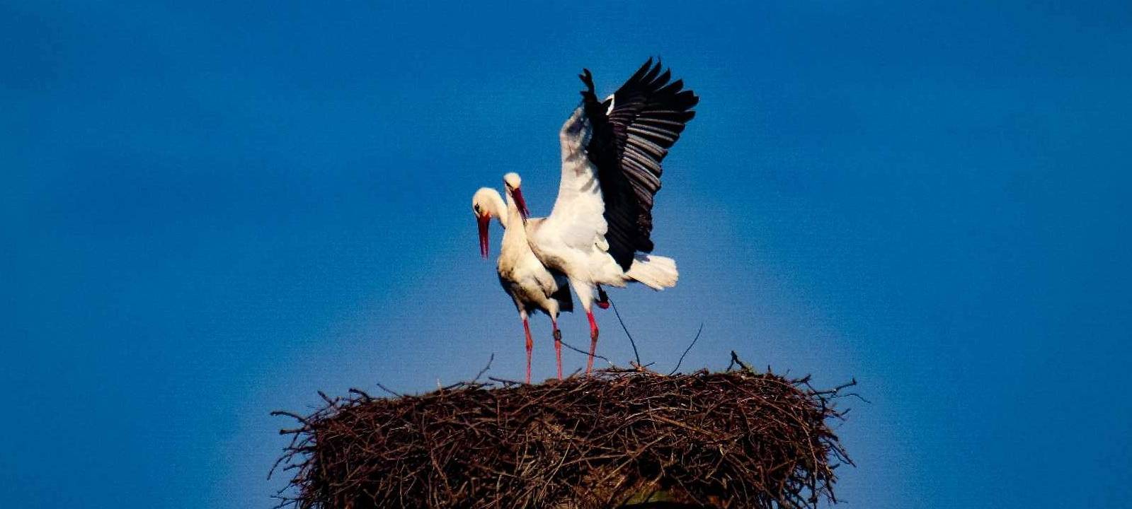 Frühe Storchzeit bei uns in Duisburg
