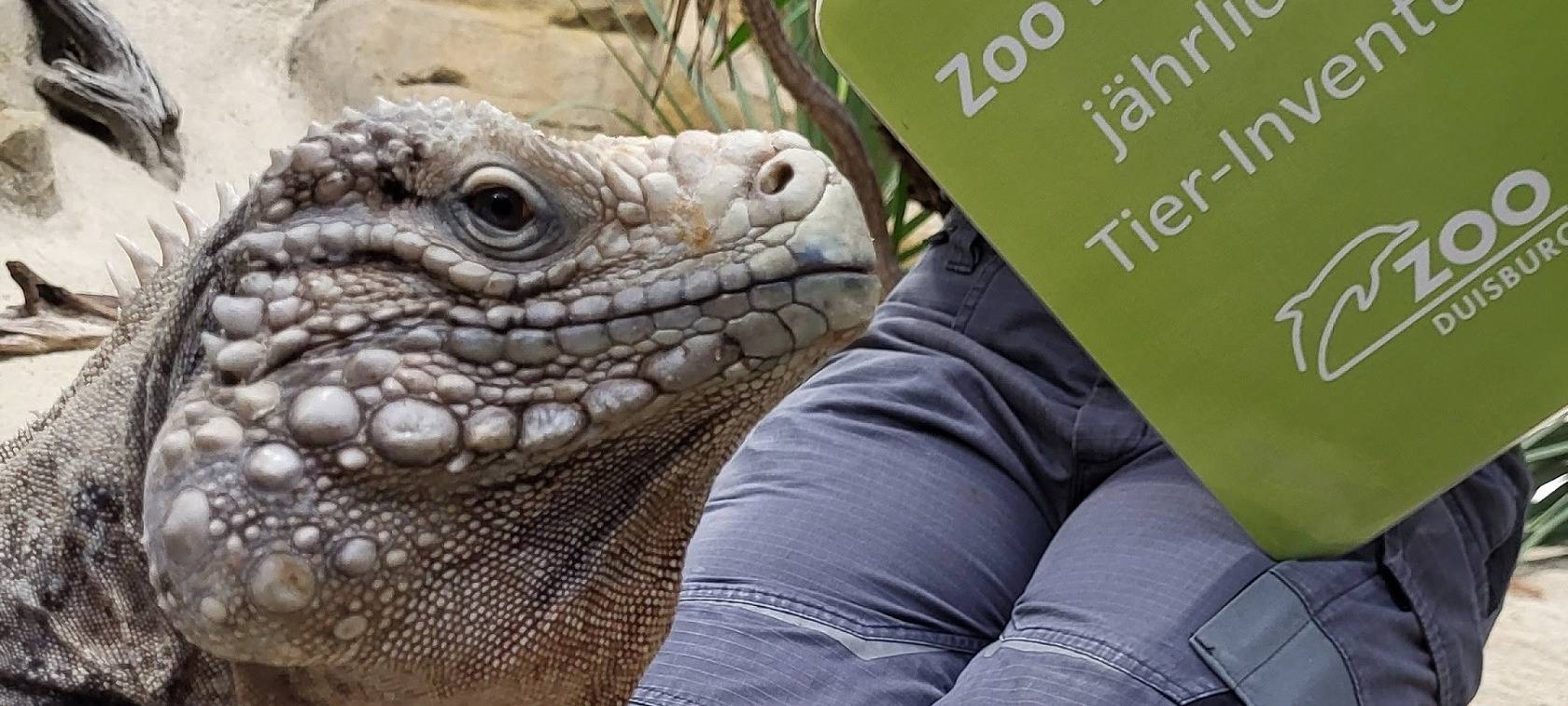 Wirtelschwanzleguan ‚Ivan‘ im Rahmen der Inventur