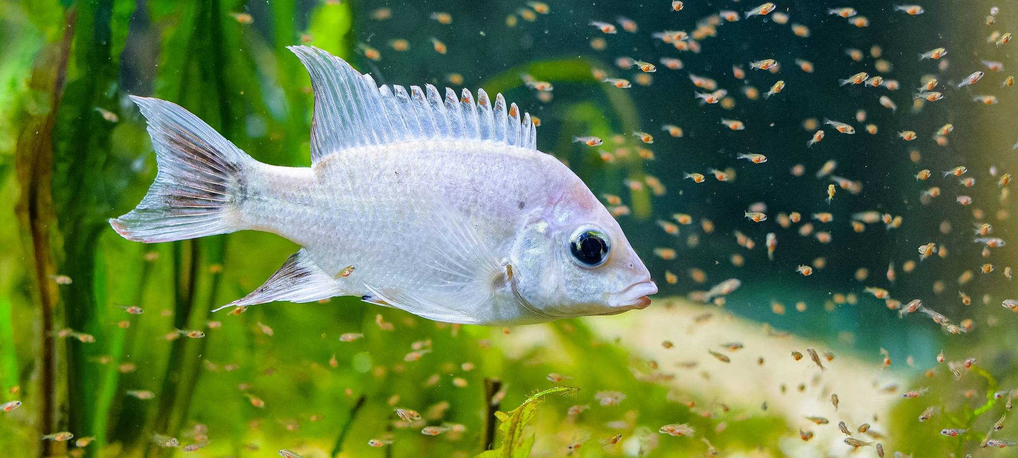 Nachwuchs bei den Mangarahara-Buntbarschen