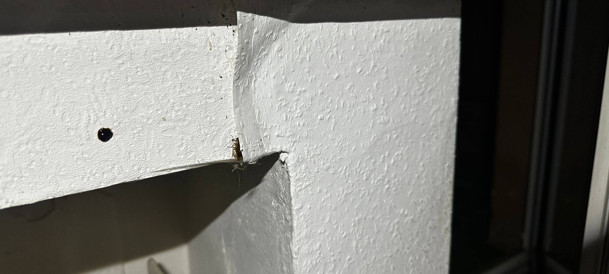 Ungeziefer und Mieterfrust in Rheinhausen