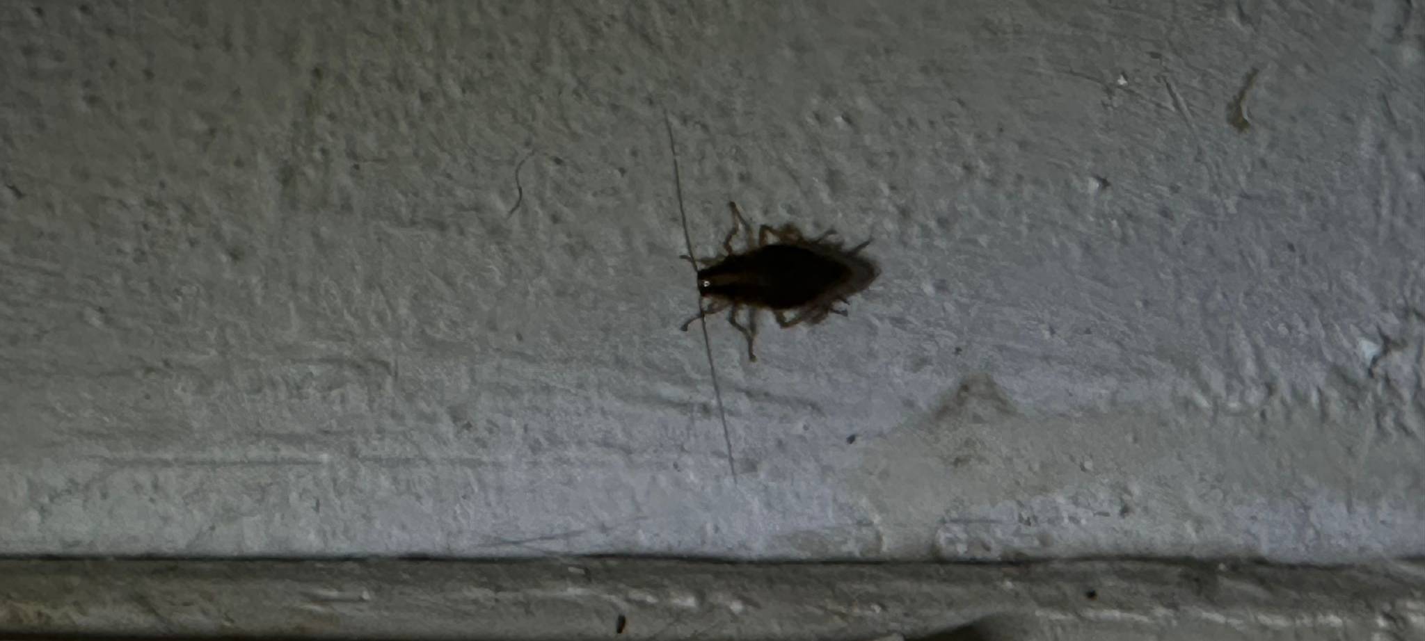 Ungeziefer und Mieterfrust in Rheinhausen