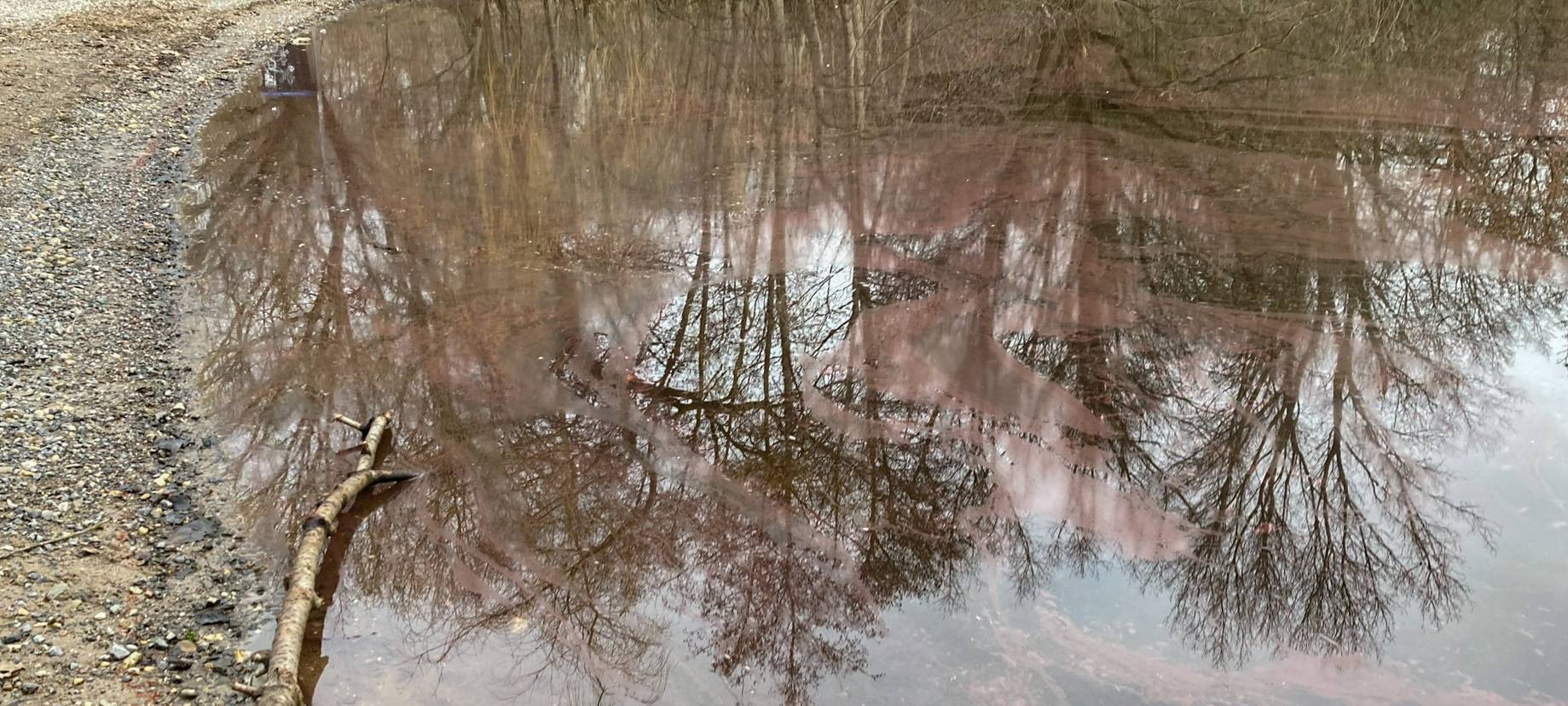 Burgunderblutalgen im Wildförstersee