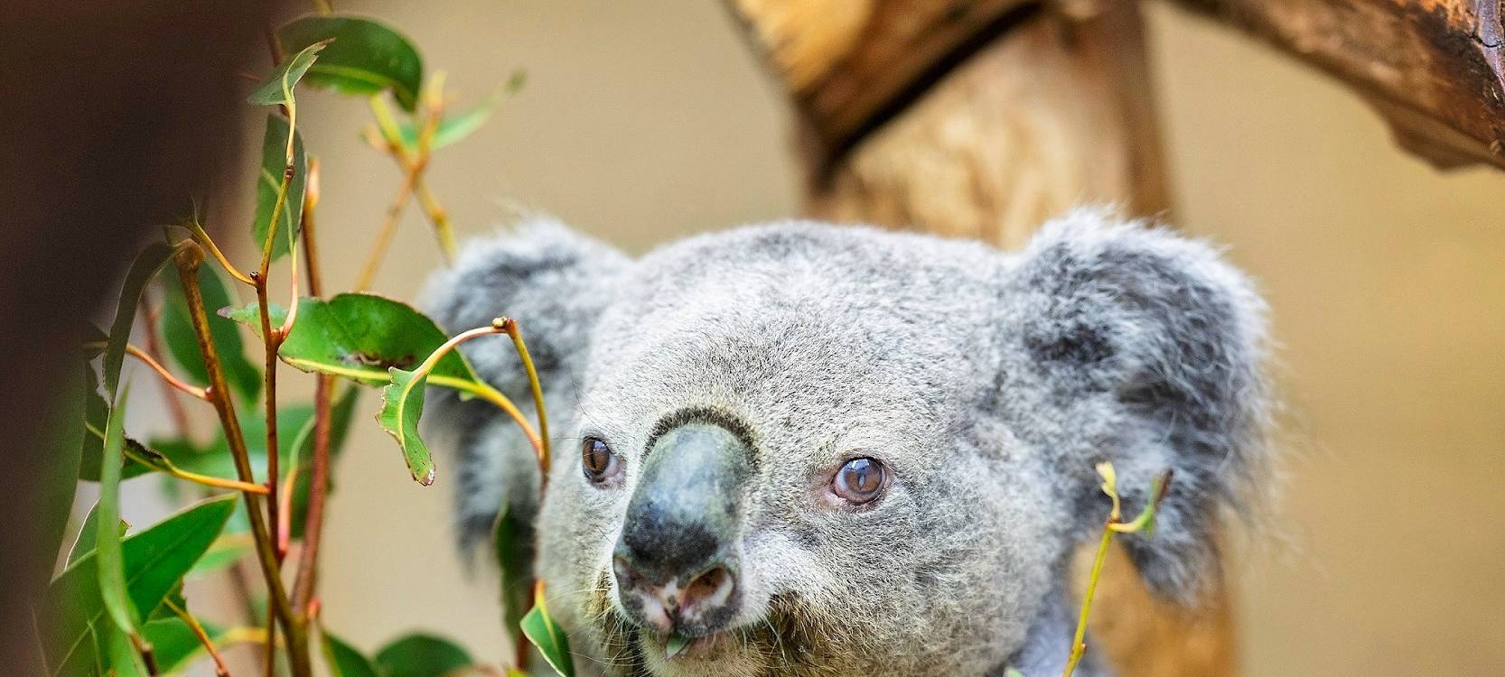 Koala Irwin aus Duisburg ist ältester Koala Europas