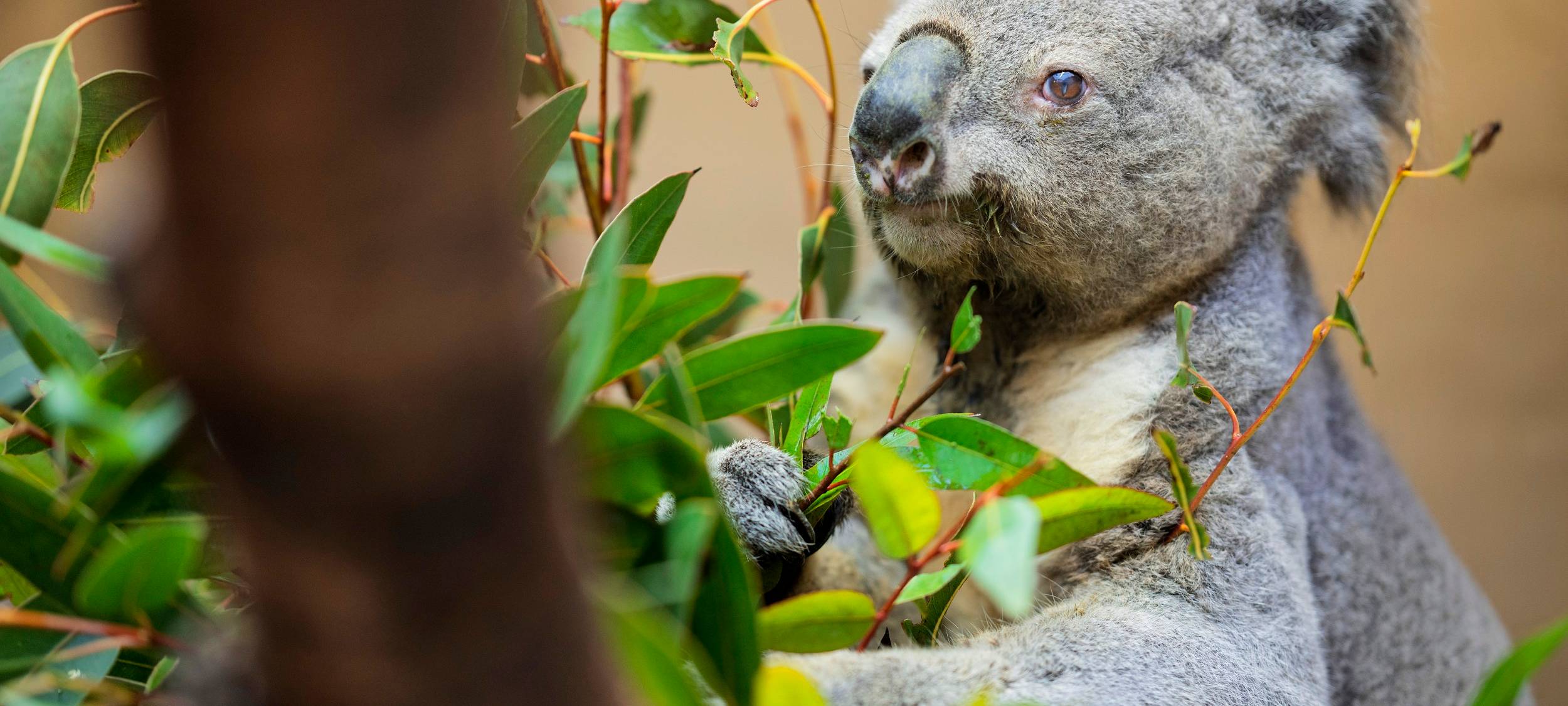 Koala-Opa im Duisburger Zoo hat noch Appetit