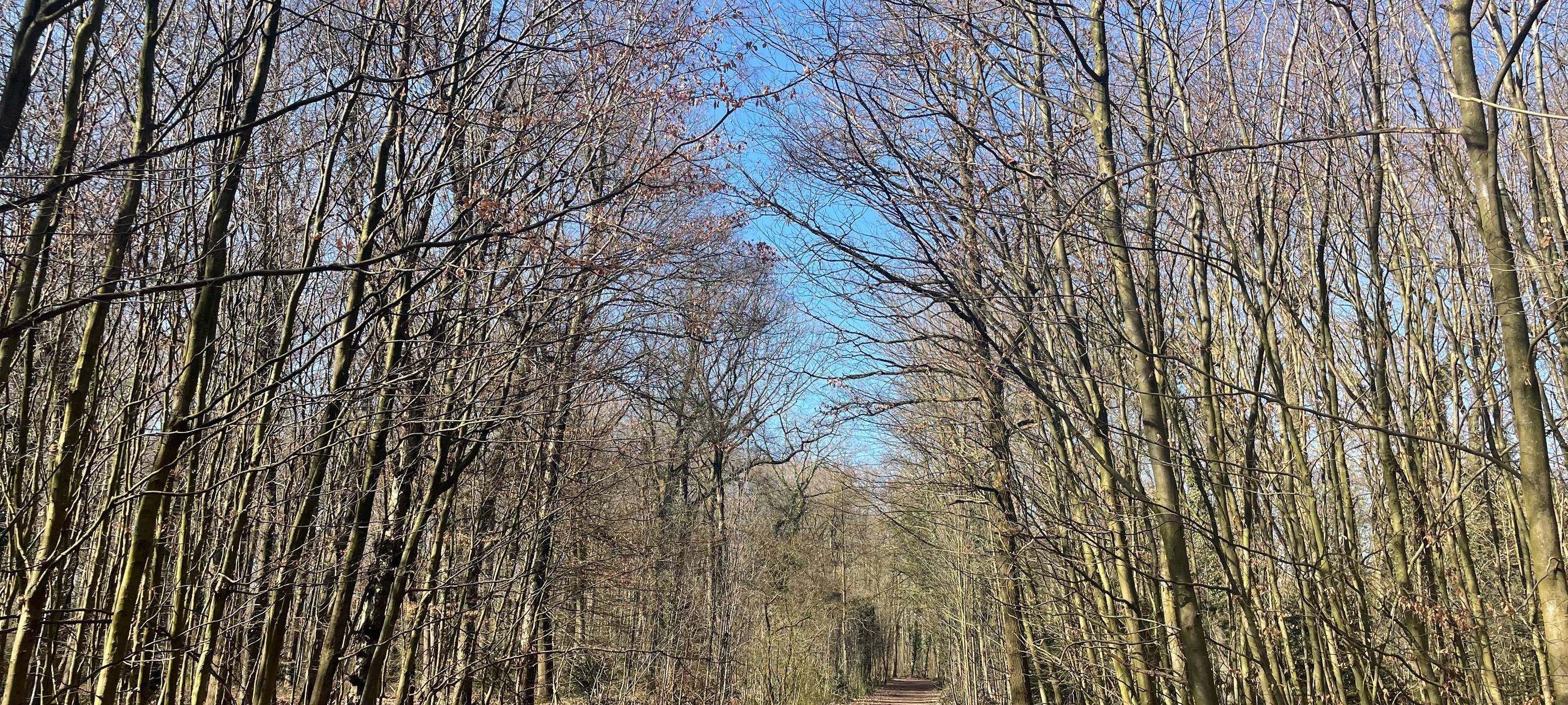 Duisburger Wald mit Weg in der Mitte