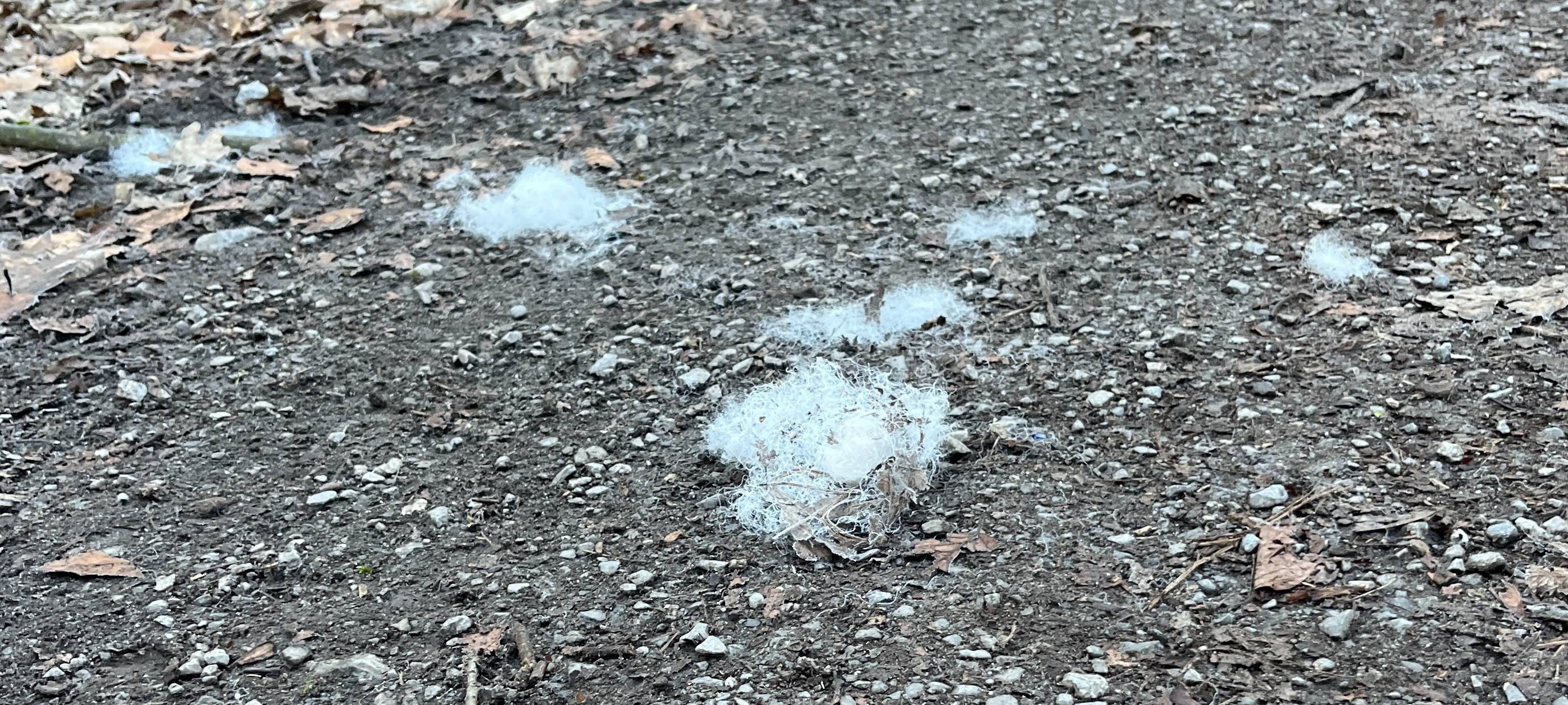 Hundehaare liegen im Wald auf dem Boden