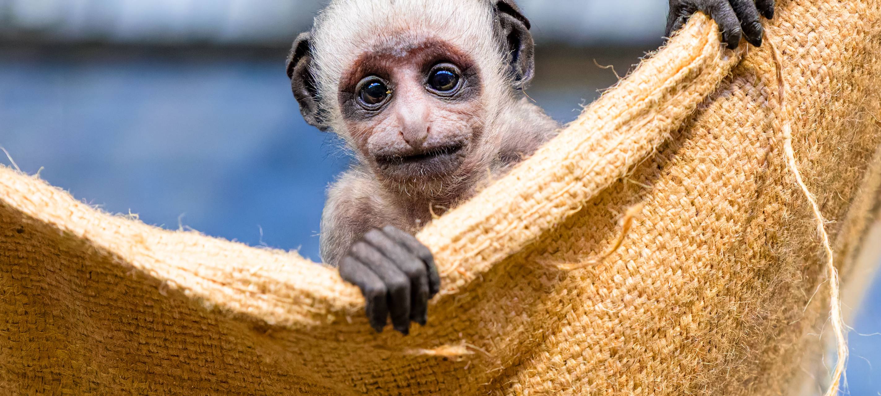 Nachwusch bei den Duisburger Bärenstummelaffen