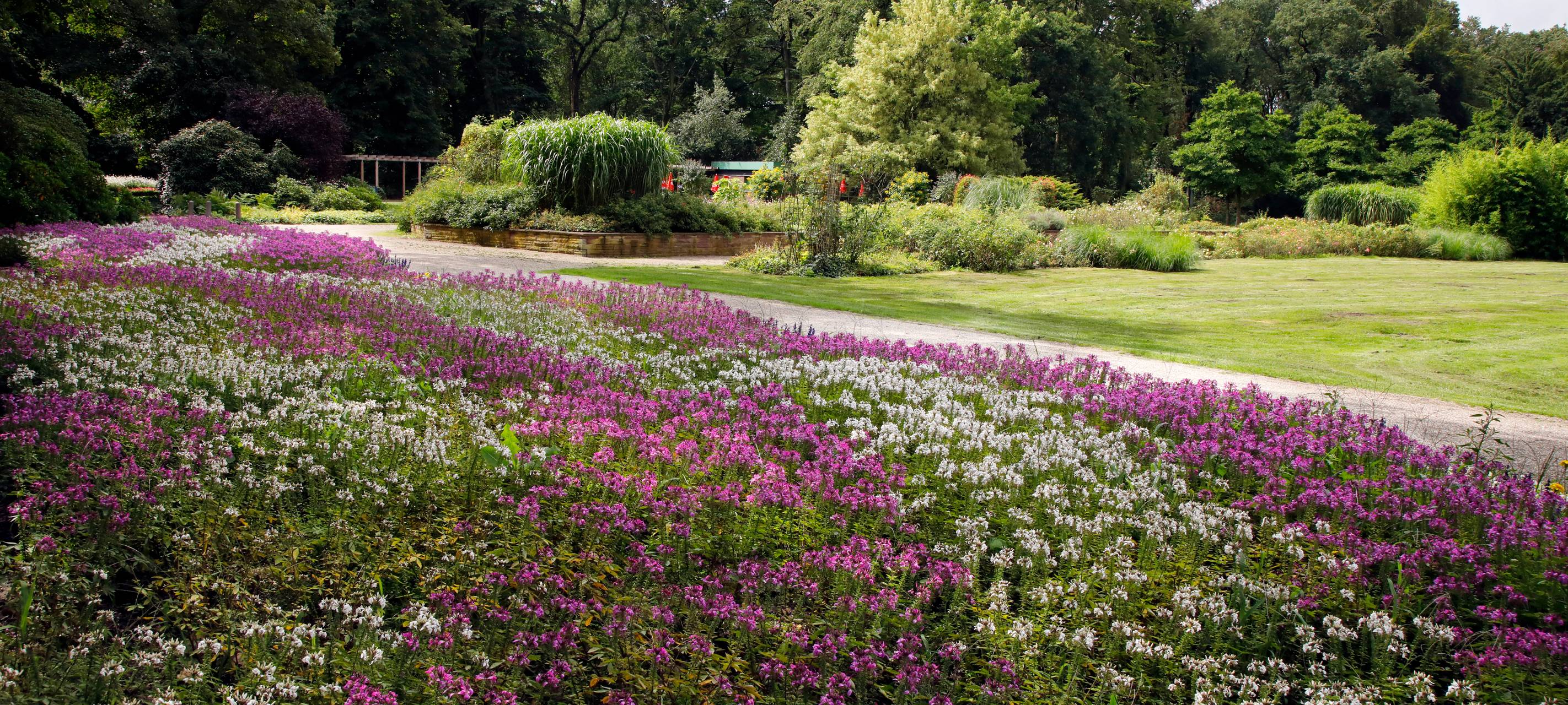 Der Jubiläumshain in Marxloh mit blühenden lilafarbenen Blumen ist über 100 Jahre alt.