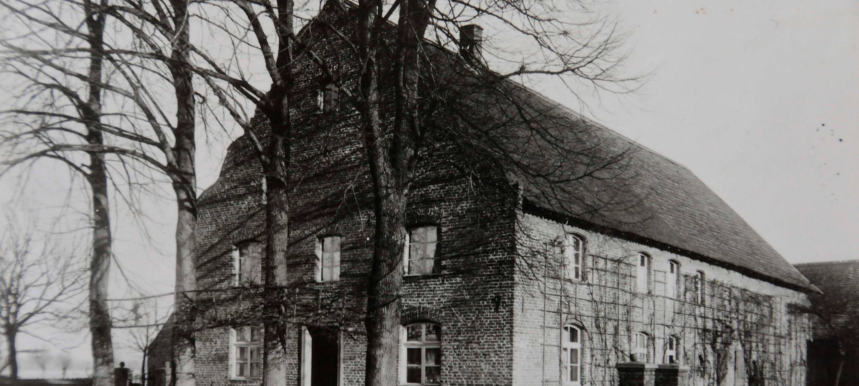 Historische Bäume werden gefällt