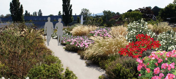 Rosengarten für Rheinpark Hochfeld