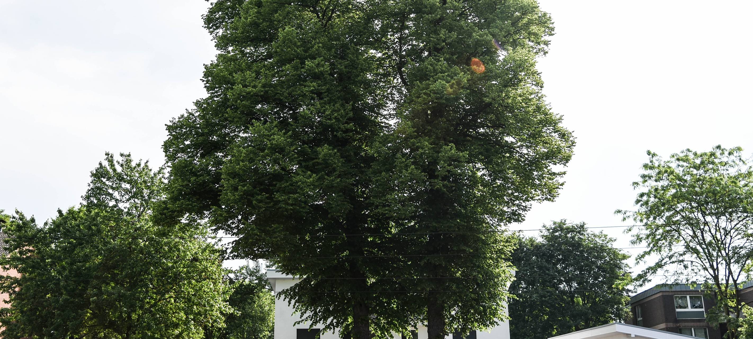 Historische Bäume werden gefällt