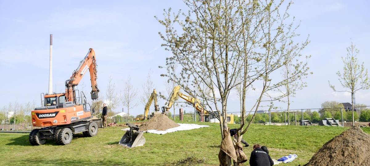 Im Rheinpark wurden heute (14.4.) an die 30 Bäume gepflanzt.