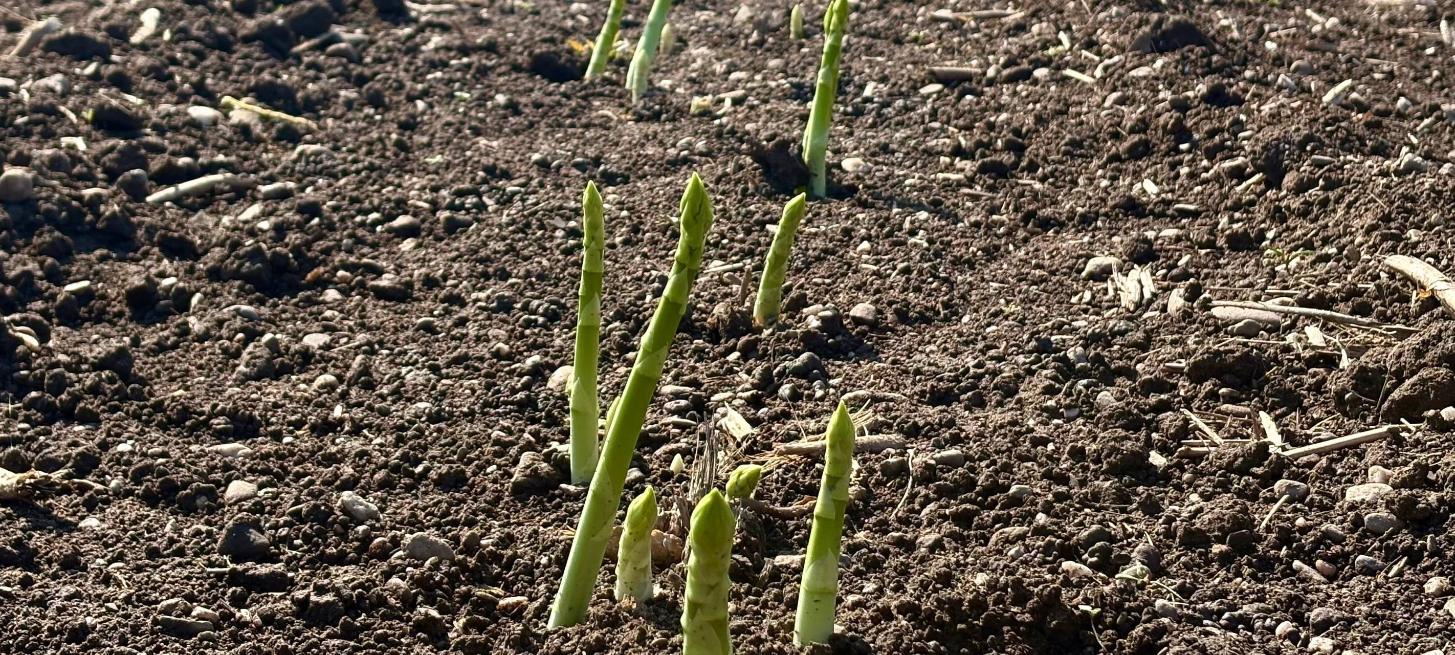Die Spargelzeit hat auch in Duisburg begonnen.