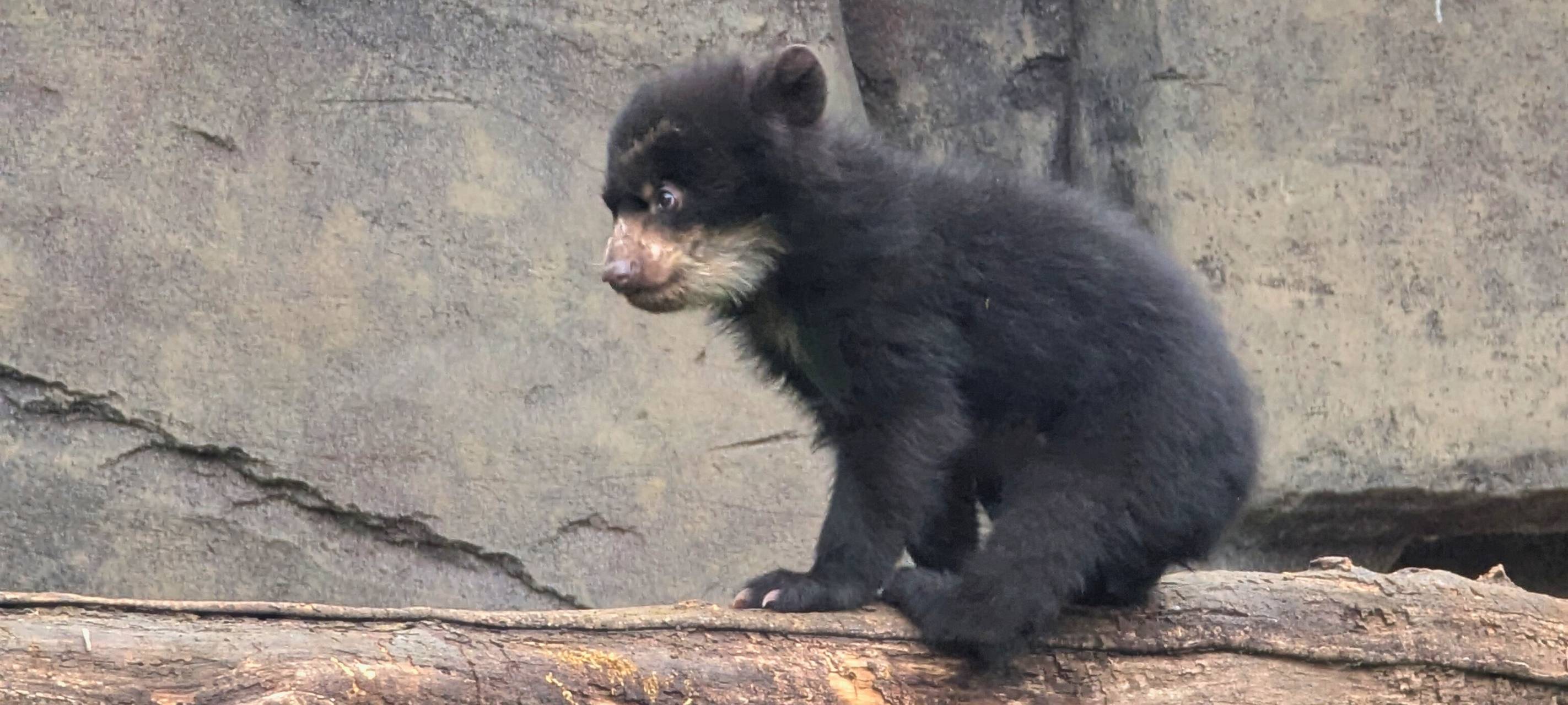 Brillenbär Jungtier klettert auf einem Ast.