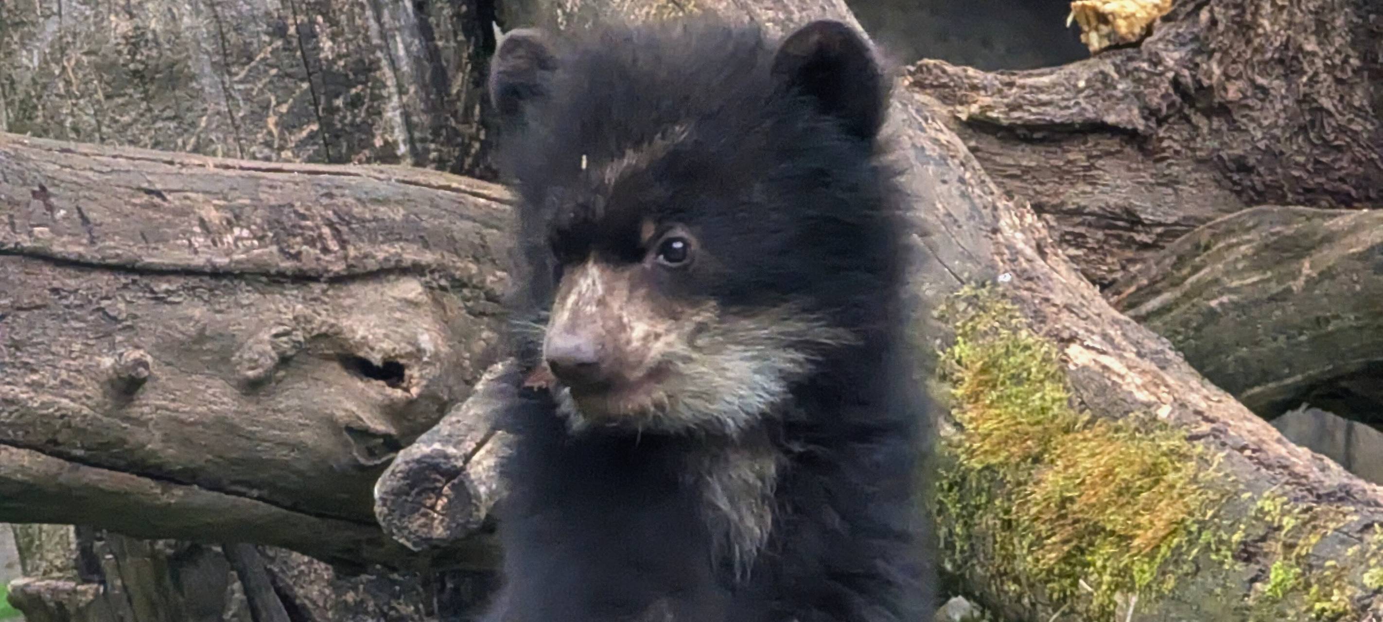 Ein Billenbär Jungtier