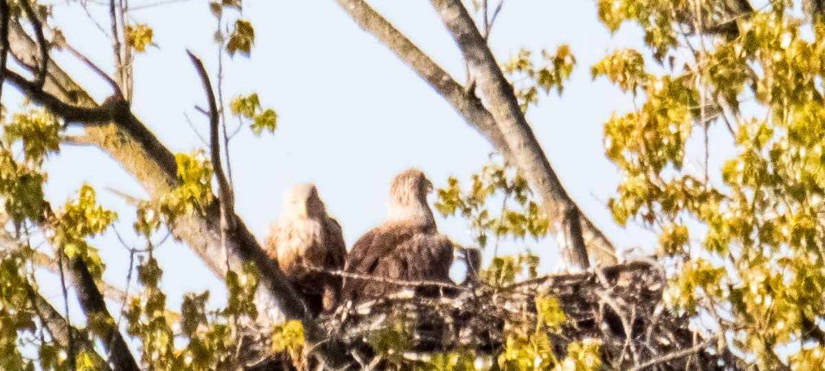 Seeadler-Nachwuchs im Duisburger Norden
