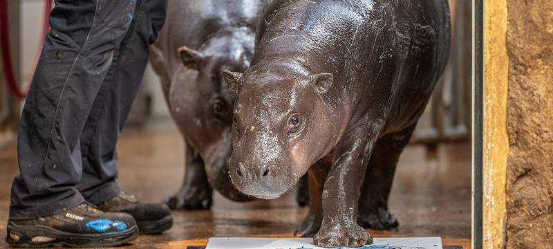 Zwergflusspferd Mufaro läuft in Duisburg über eine Leinwand