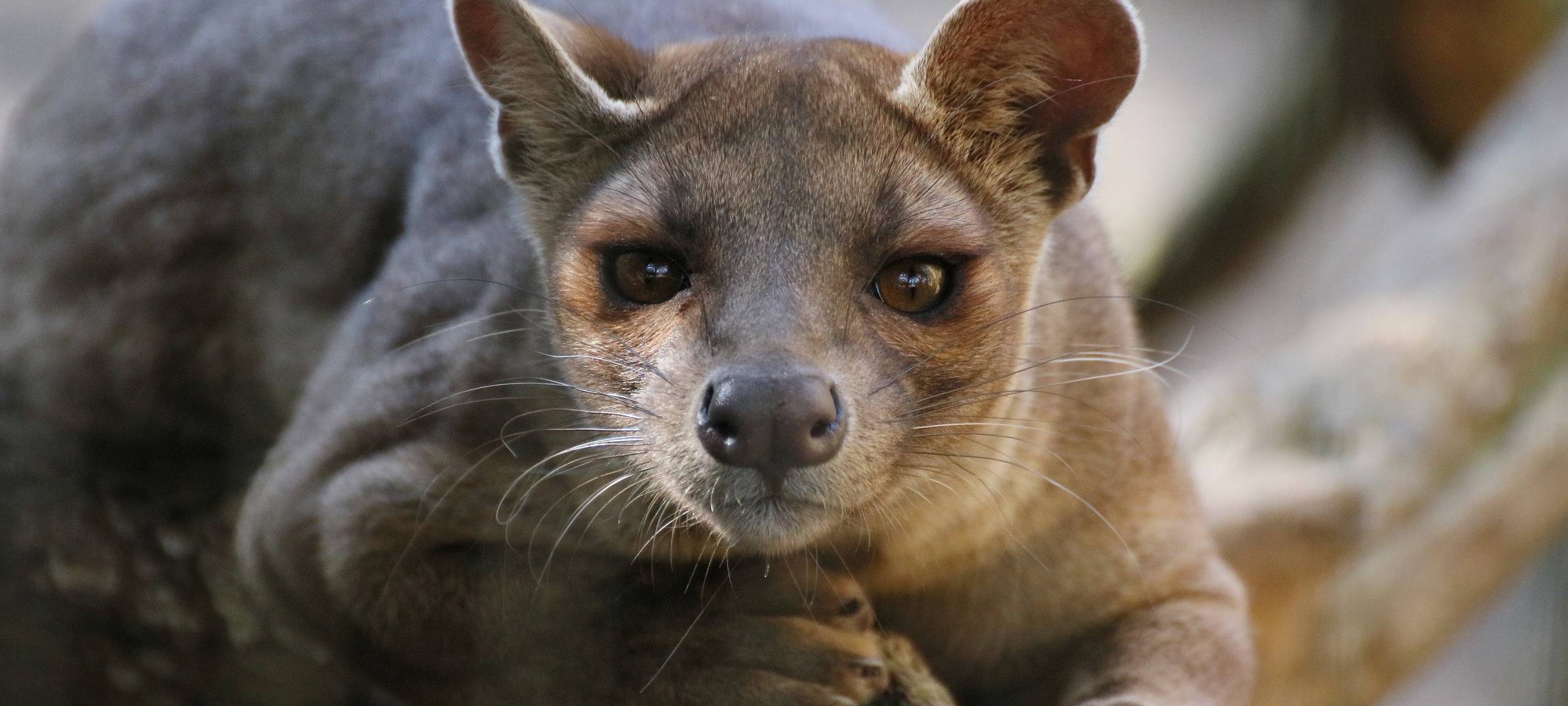 Fossa im Zoo Duisburg