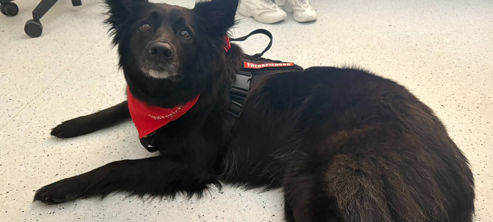 Vom Straßen- zum Therapiehund