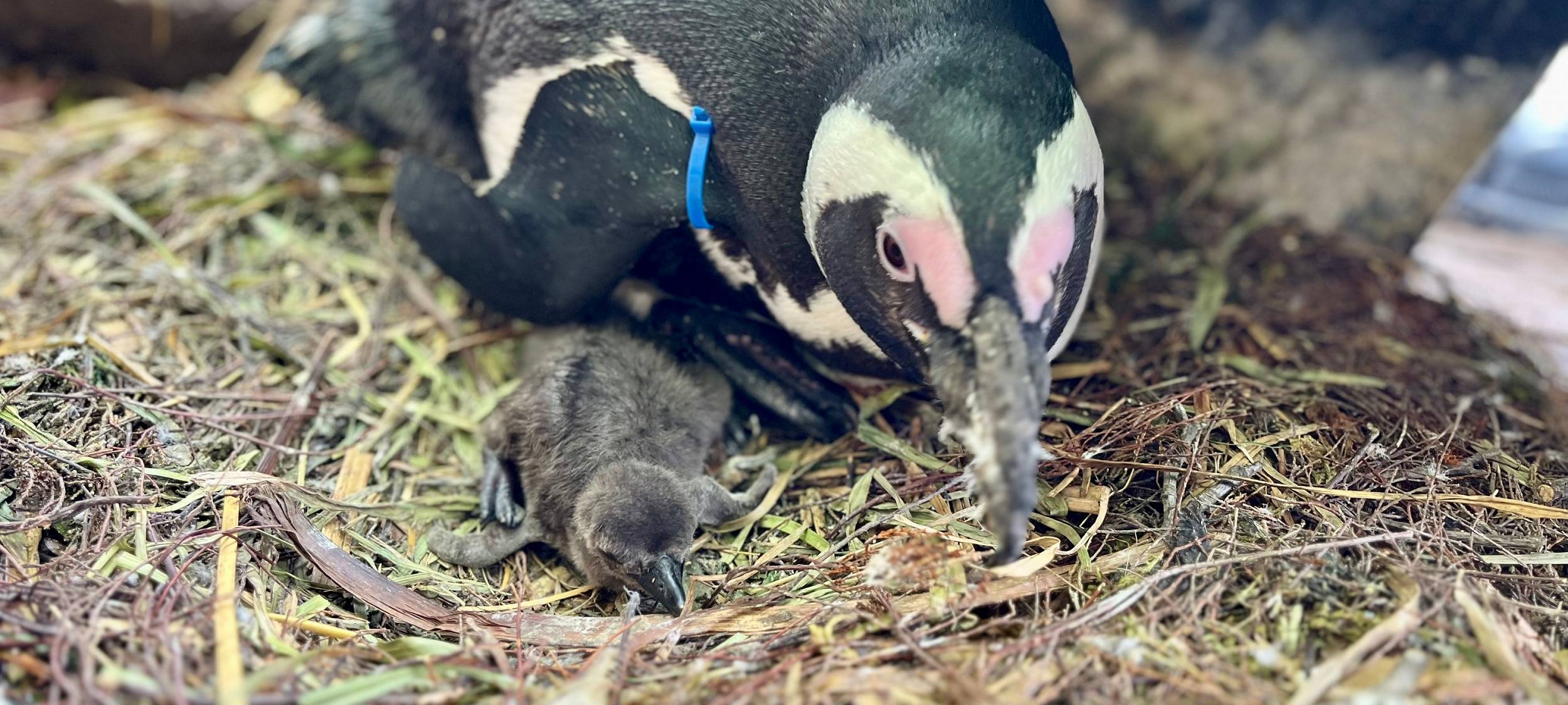 Nachwuchs bei den Brillenpinguinen im Zoo Duisburg