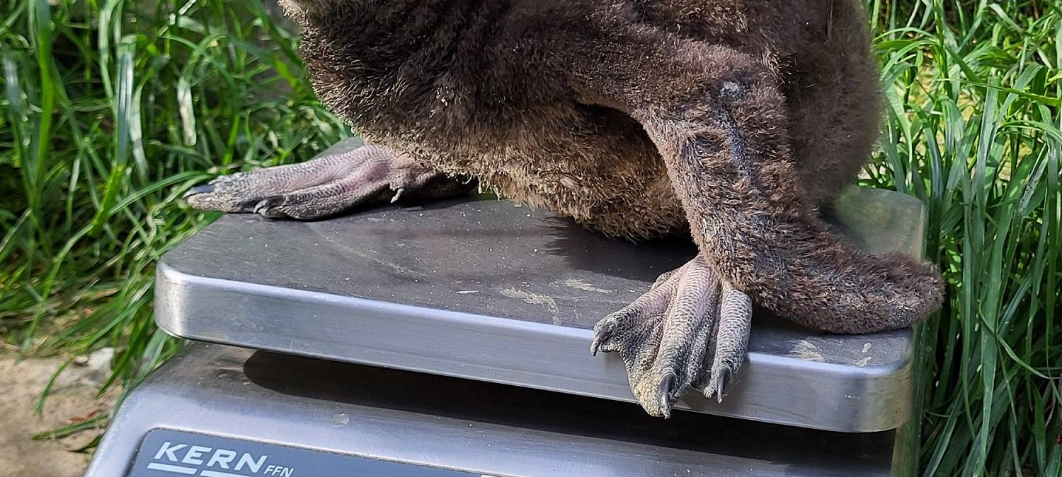 Nachwuchs bei den Brillenpinguinen im Zoo Duisburg