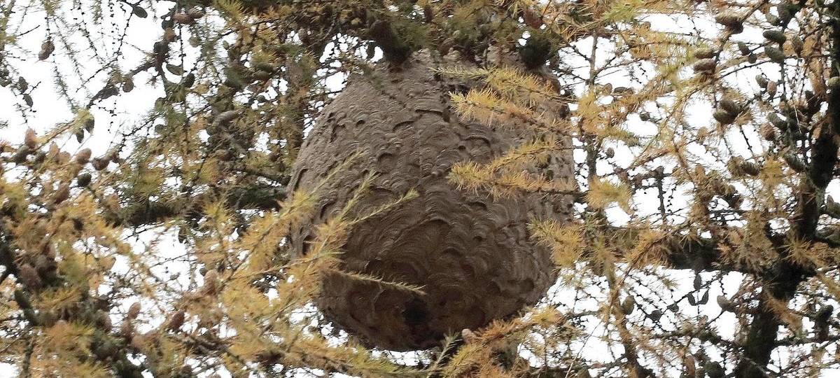 Die Stadt Duisburg startet eine neue Initiative gegen die invasive Asiatische Hornisse. Wer bei sich zum ersten Mal Nester der gefährlichen Art entdeckt, kann diese kostenlos entfernen lassen – auch wenn die rechtliche Verpflichtung dazu seit März weggefallen ist.