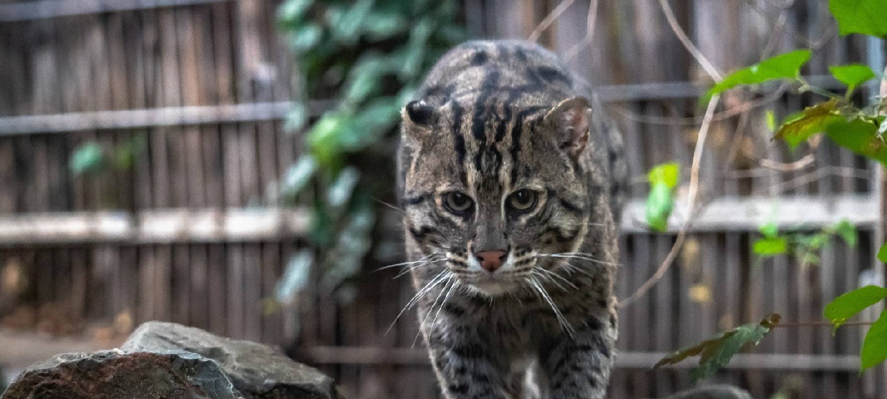 Zoo Duisburg modernisiert Fischkatzen-Anlage