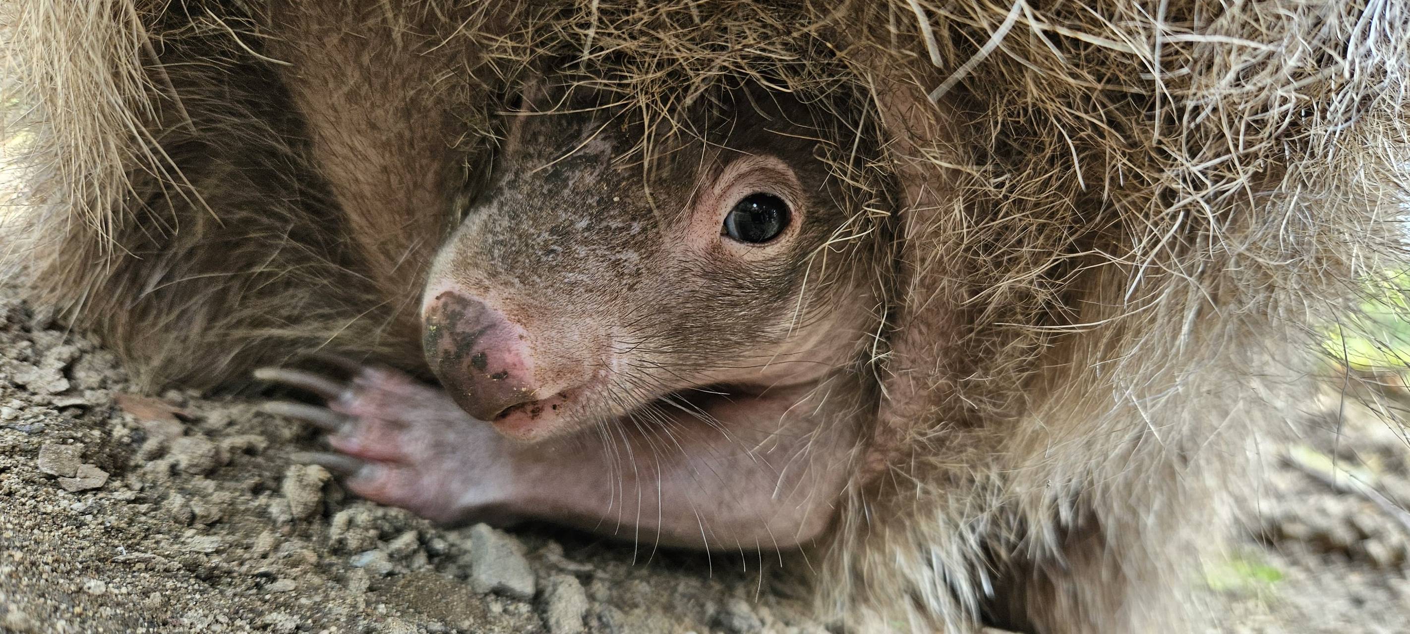 Wombat-Baby im Zoo Duisburg