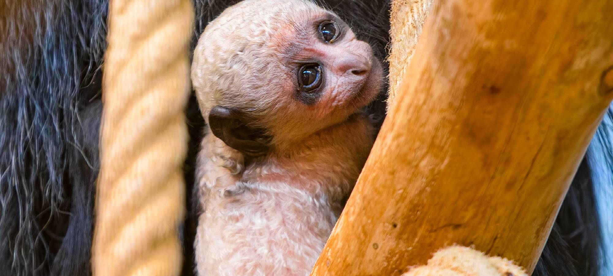 Zoo Duisburg: Seltener Bärenstummelaffe geboren