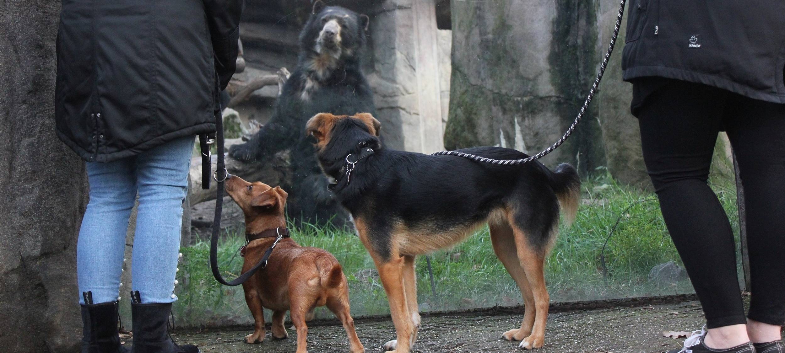 Zoo Duisburg öffnet täglich für Hunde: Vierbeiner ab August ganzjährig willkommen