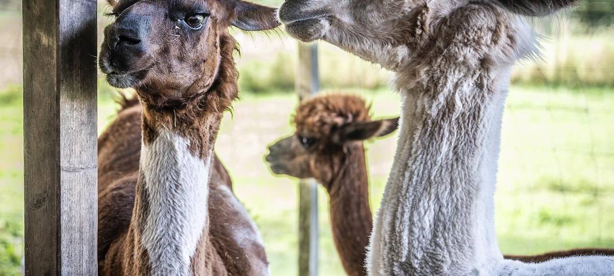 Bei LamaMia könnt ihr tierisch entspannen.