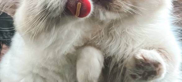 Katzen schlecken scheibe ab.