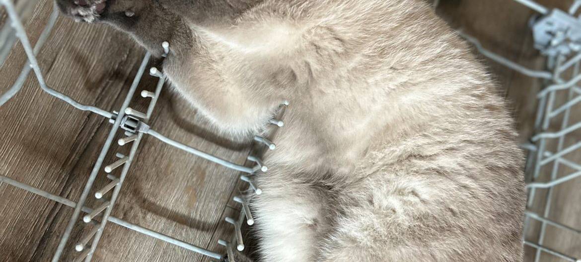 Kater liegt im Spülmaschinen Korb von Sandra