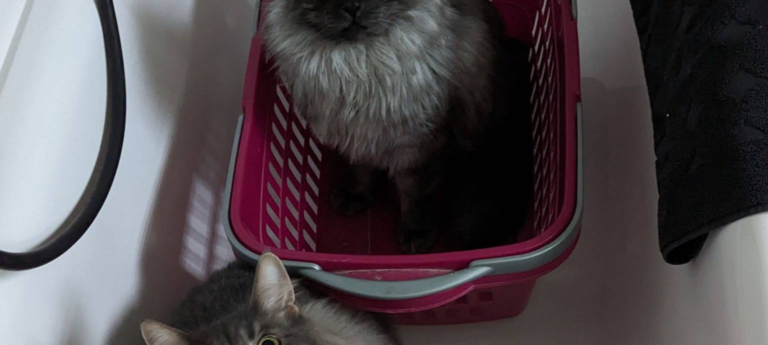 Katzen Ash und Balu sitzen in der Wanne von Britta.