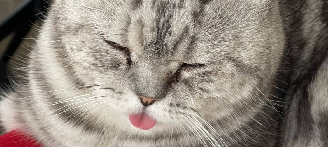 Katze streckt Zunge im Schlaf aus von Heike.