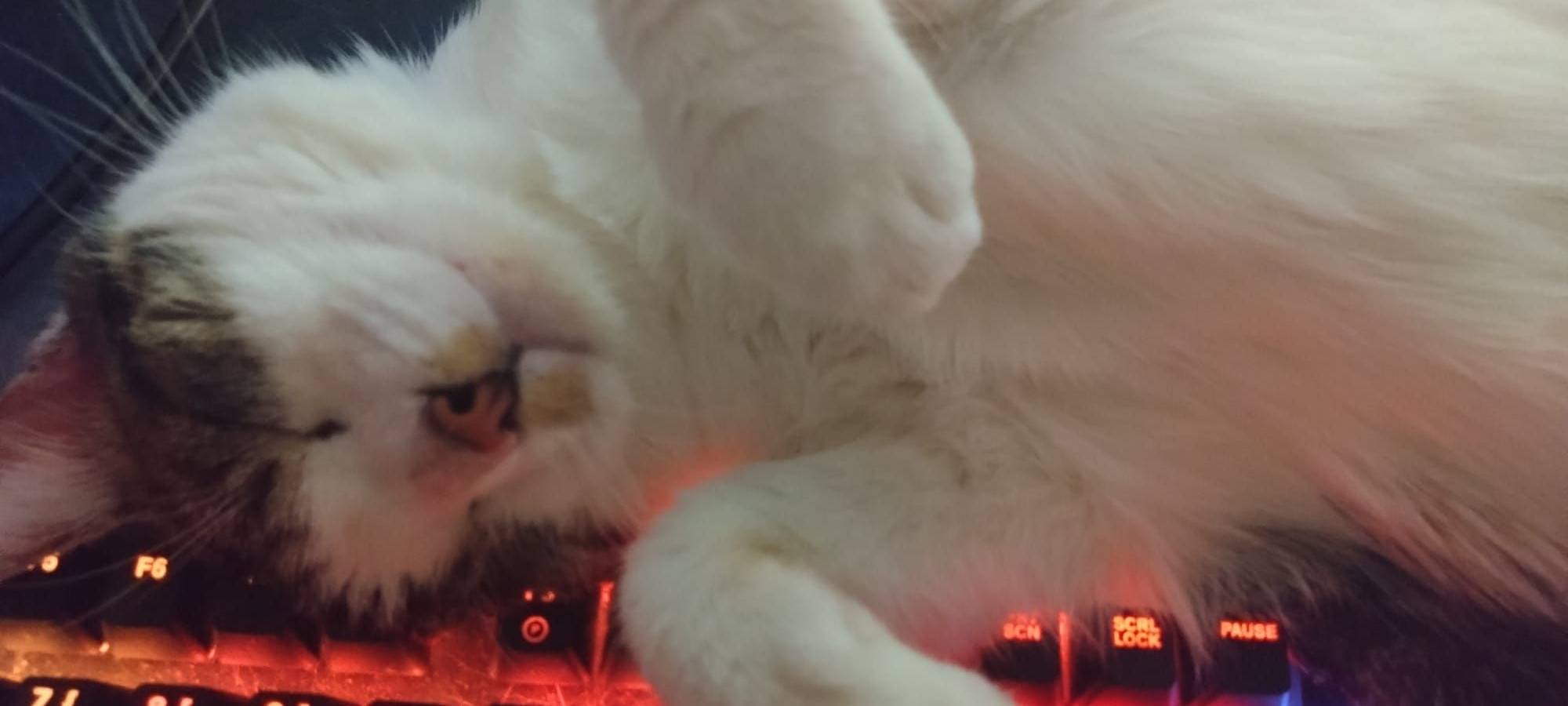 Kater Balu Liegt auf Keyboard von Silke.