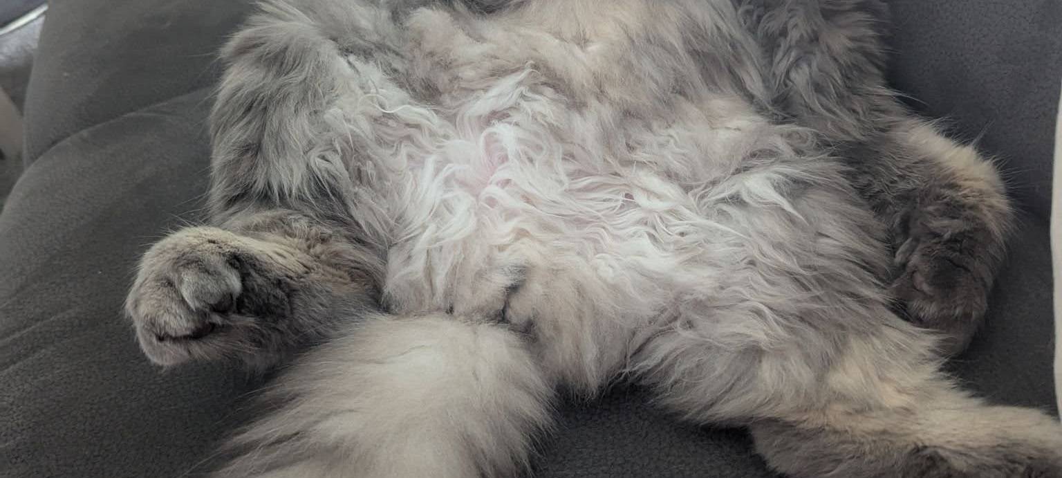 Kater sitzt lustig auf Couch von Britta.