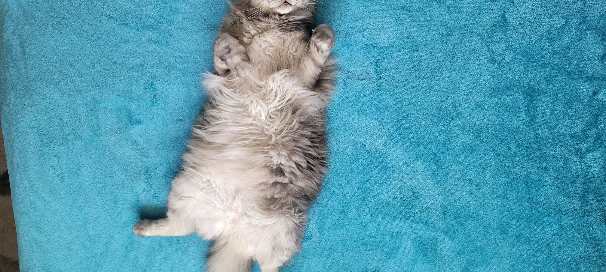 Kater Barcadi liegt auf dem Rücken von Joana.