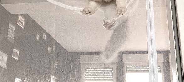 Katze hängt im Fliegennetz.